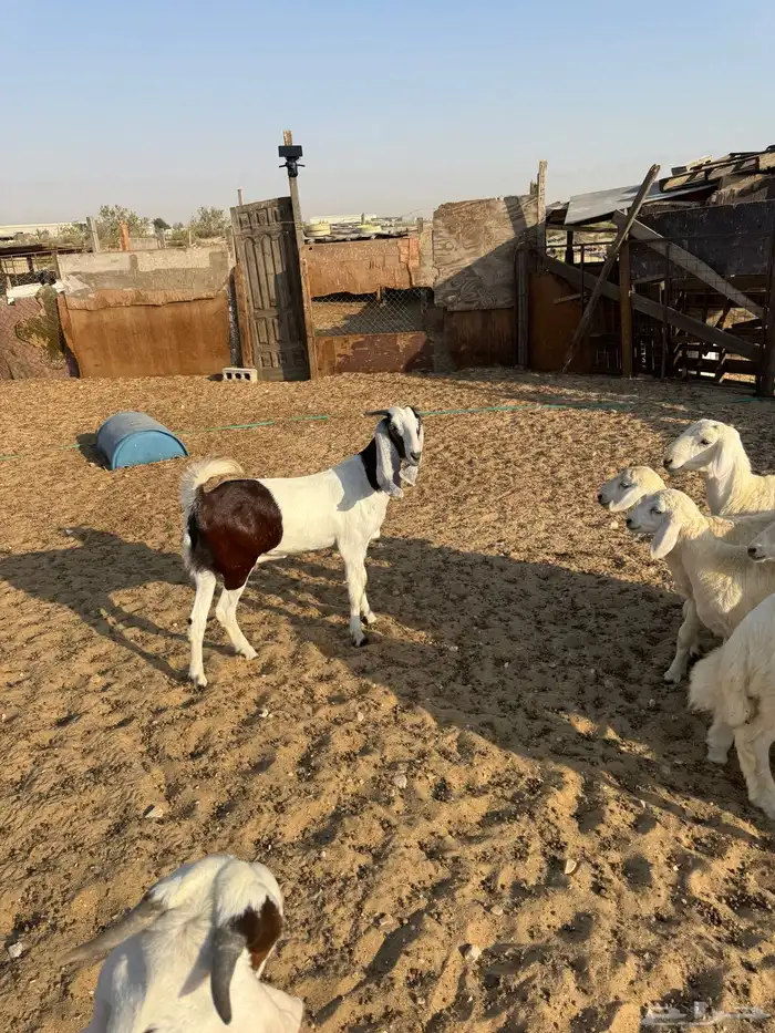ذبائح للبيع 4