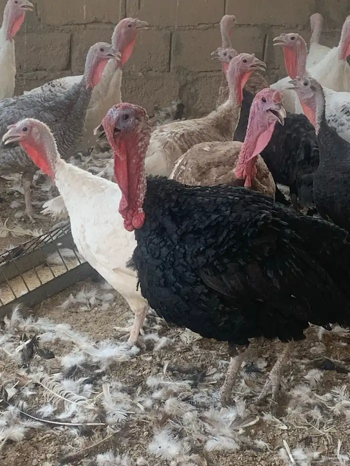 للبيع دجاج رومي 1