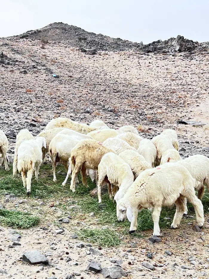 طليان ورخال 3