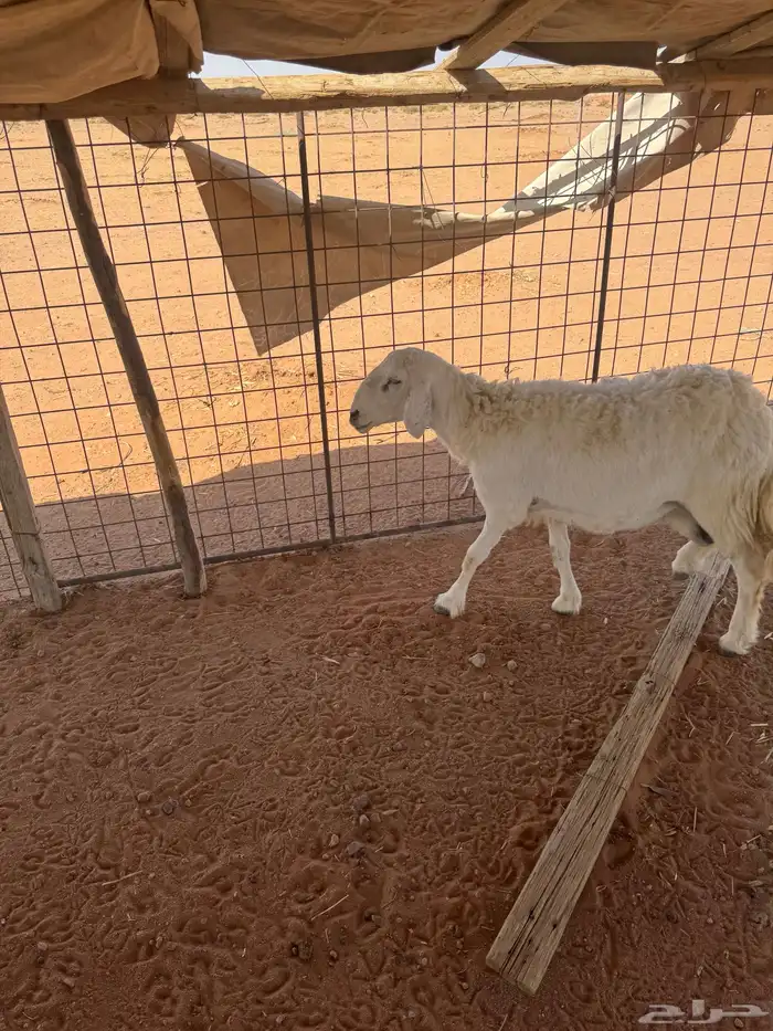 حريه خلفه 3
