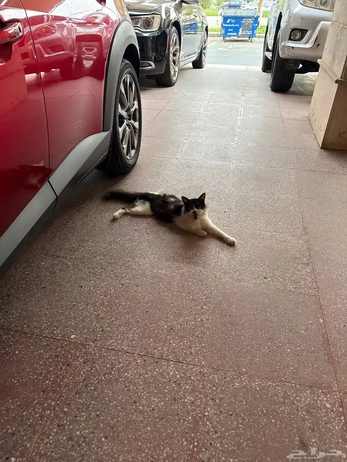 قط للعلاج 0