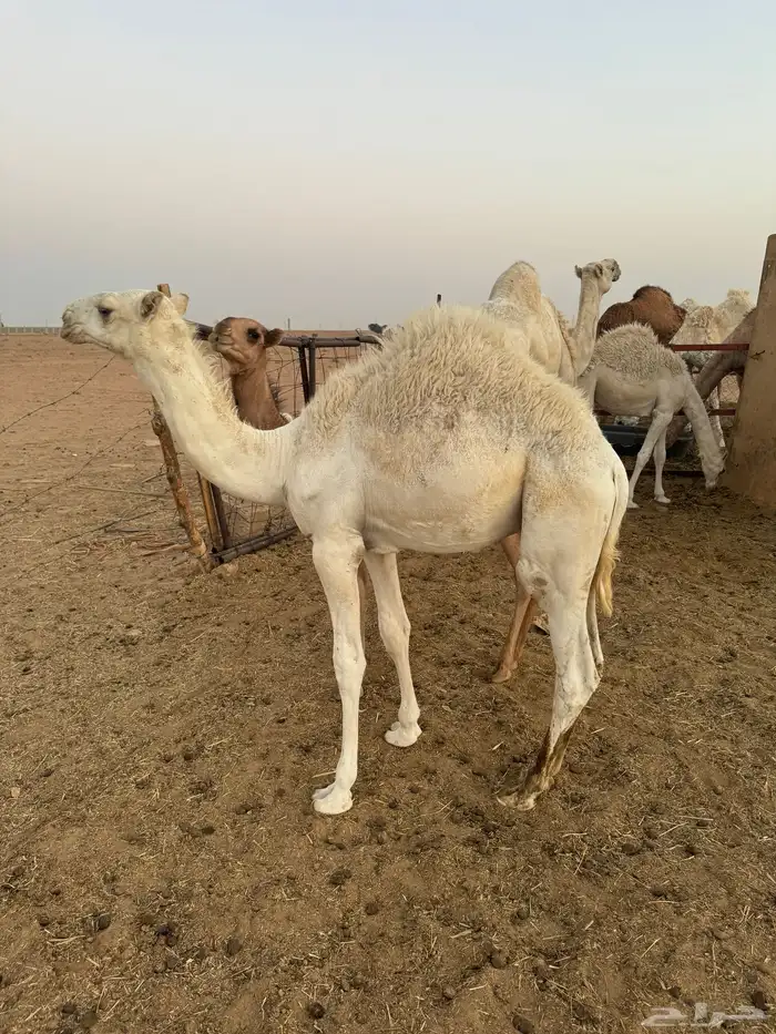 قعود 4