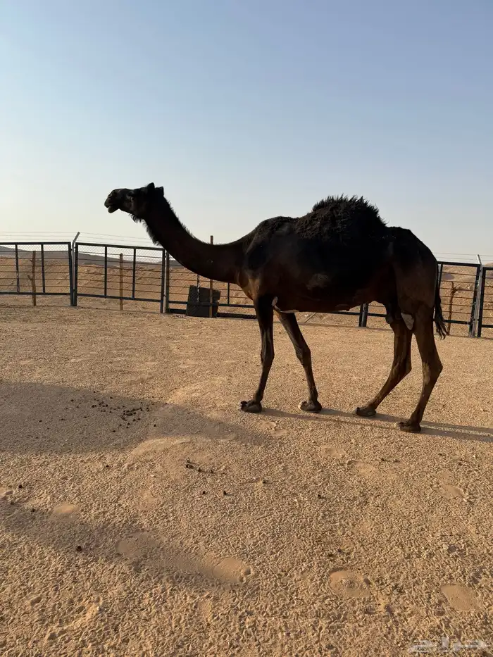 نياق ضرايب 13