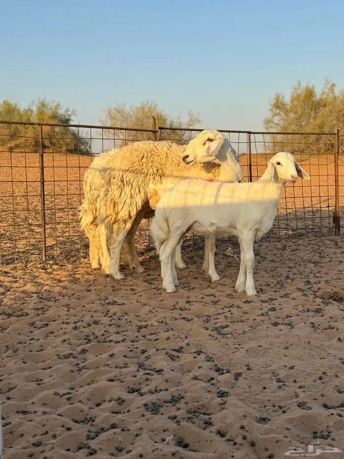 خلفات حريه 0