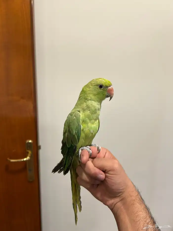 للبيع ببغاء دره 0