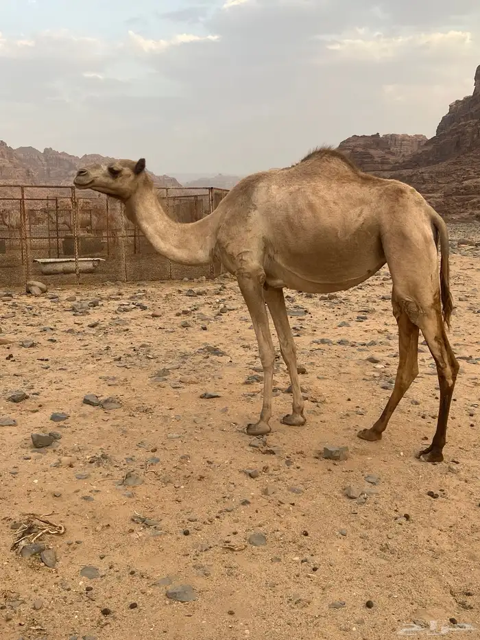 ناقه سبوق بنت شاهين الجهرا السن   ثنيه 2