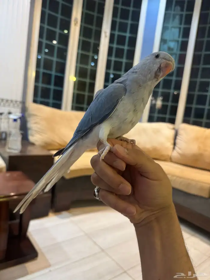 ببغاء الدرة الفخم   إنتاجي   ألوان جذابة 5