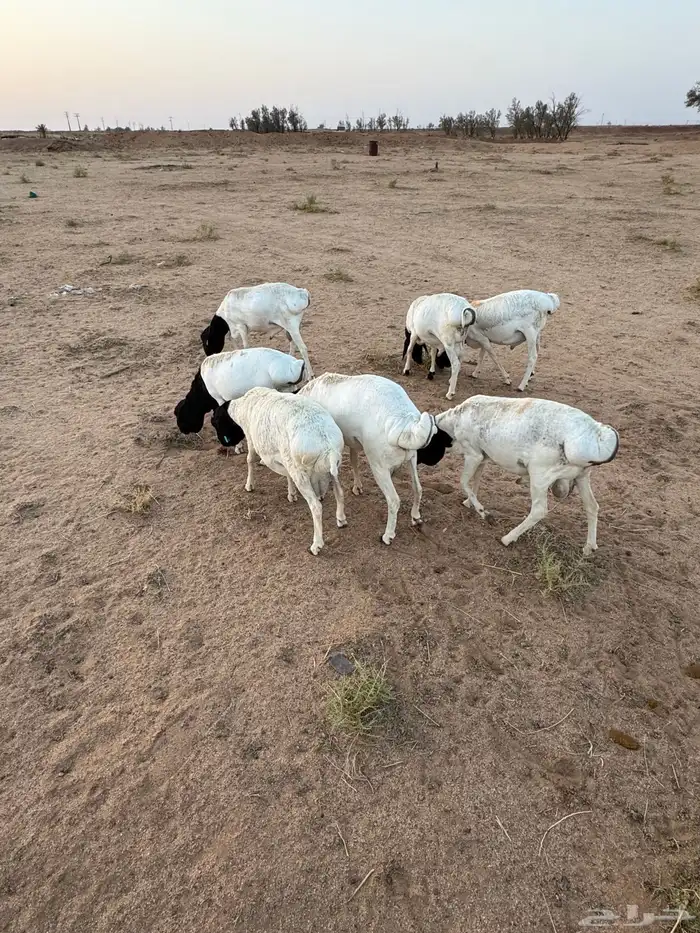 خرفان برابر 5