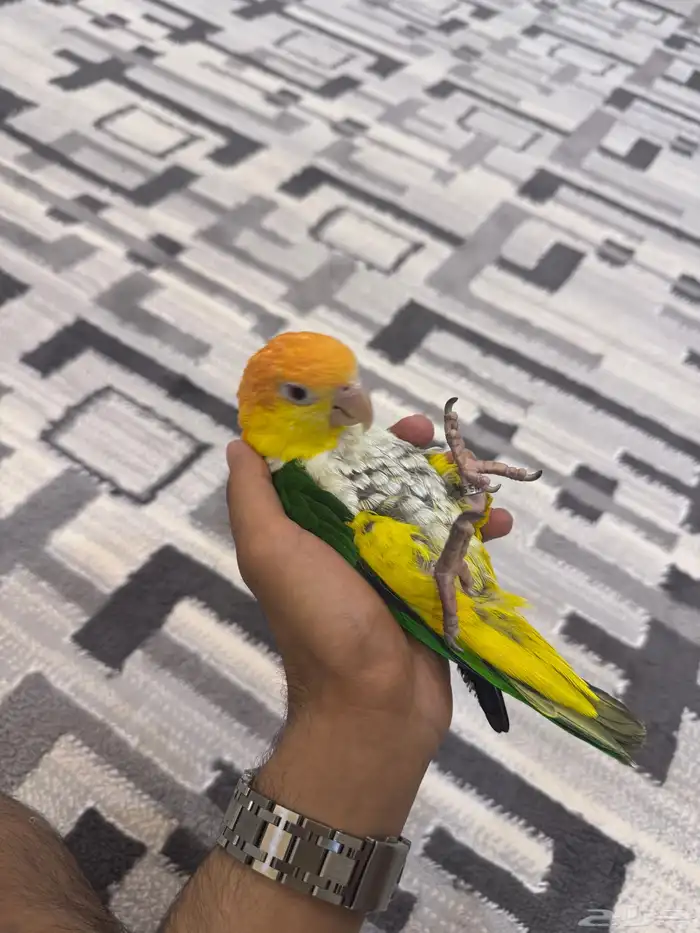 فرخ كايك وايت بيلي بيور سوبر جانبو هدد 3