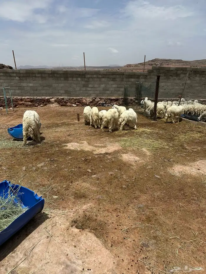 الحاجب الحمر بعد مفرق الحصن 0