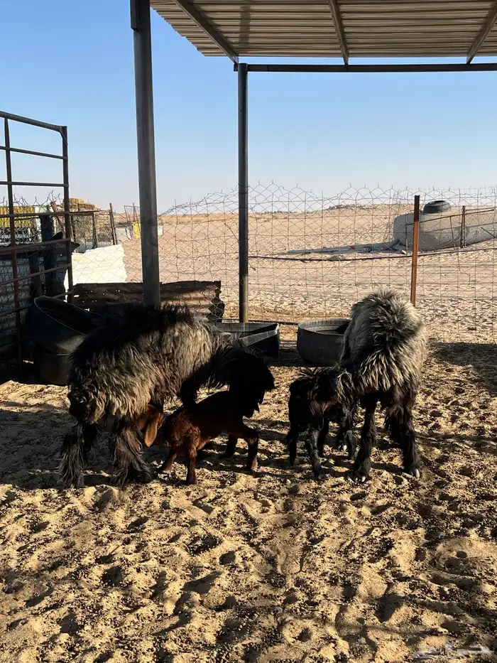 رغايث عرب 0