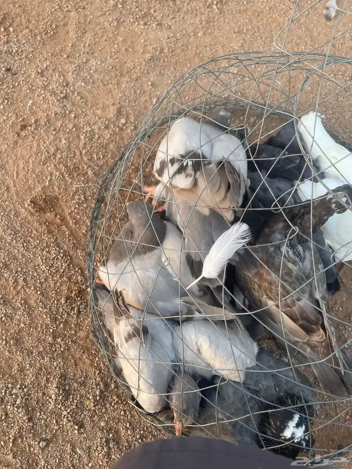 فروخ حمام سلفر وزاجل سوبر بريده 0
