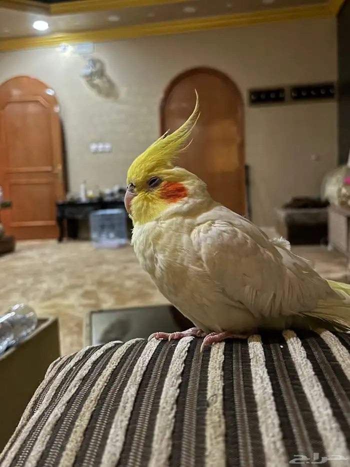 طير كروان لاتيني للبيع 1