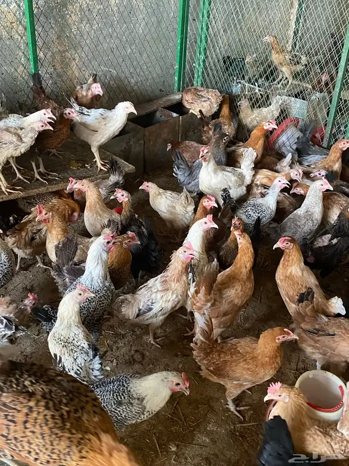 دجاج بلدي بياض 3