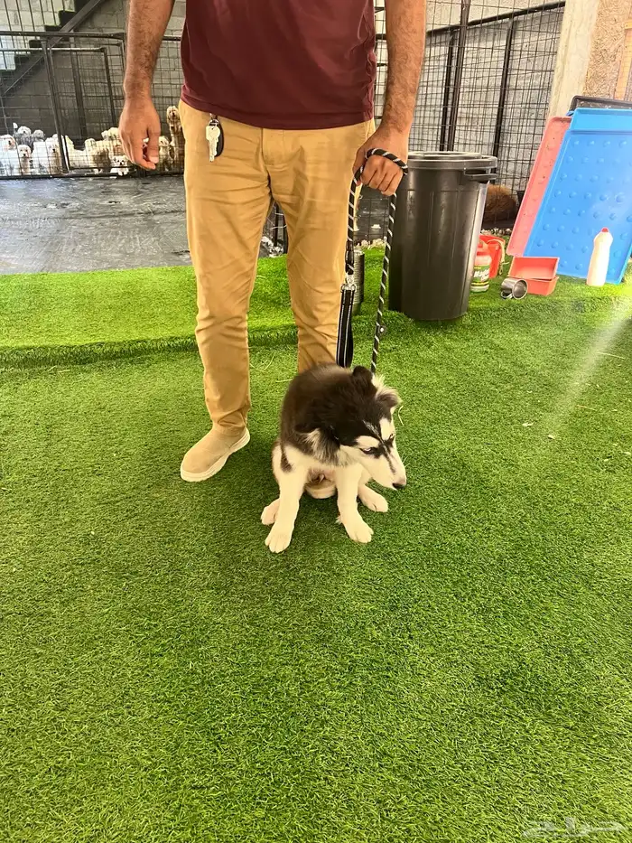3 month old Siberian husky dog for adoption 2