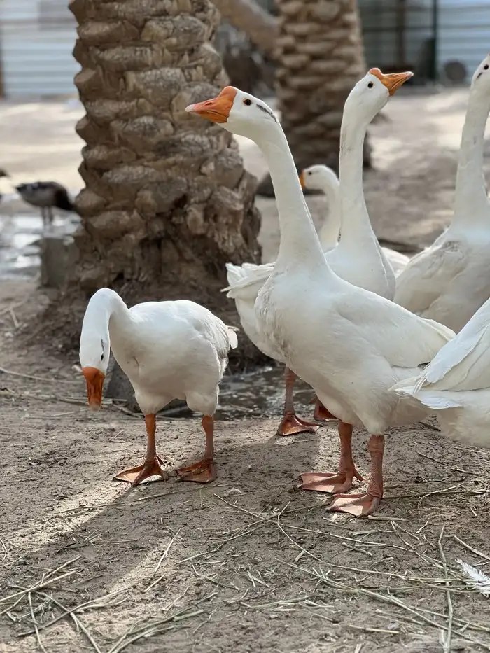 للبيع ذكرين وز بلغاري 1