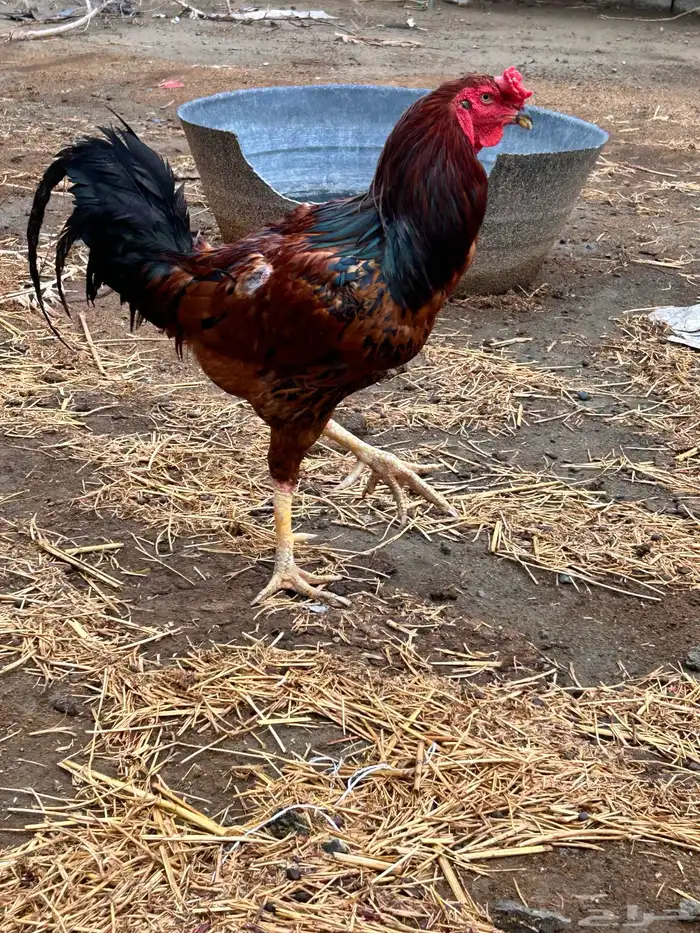ديك بكستاني غير مريض 3