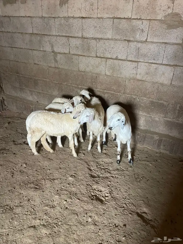 بيع حلال ضان 1