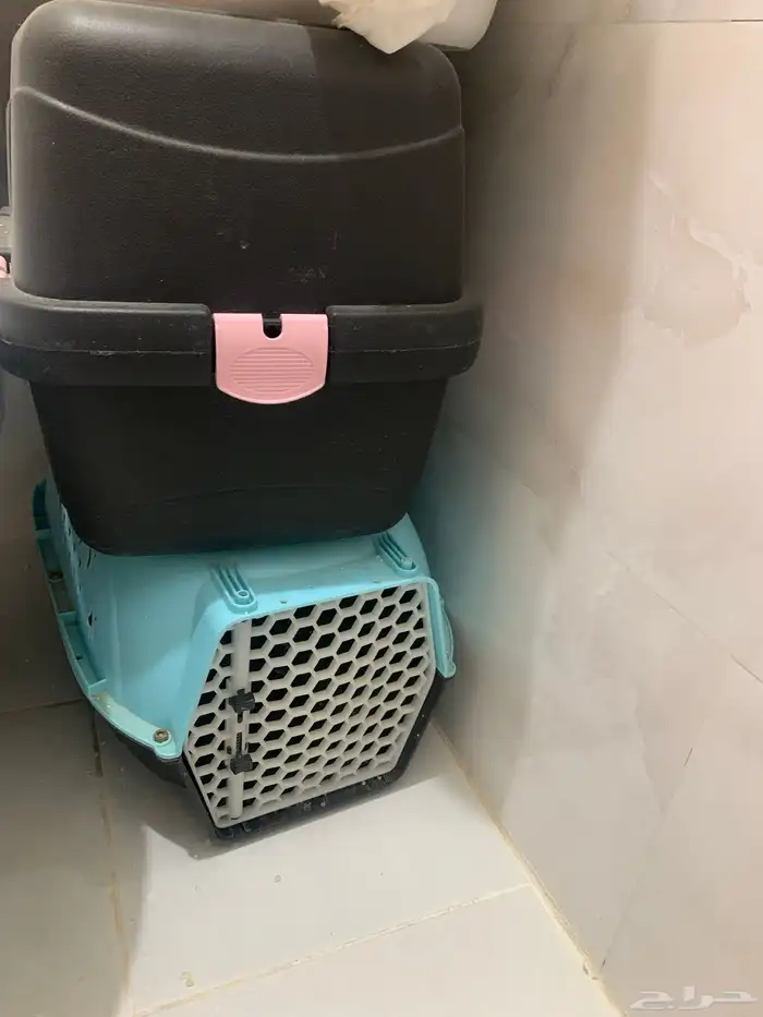 قطط 4