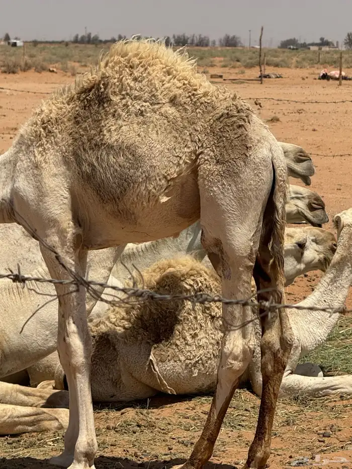 حاشي كفو ابوه ولد الشامخ فحل الامير عبدالعزيز بن فهد 0