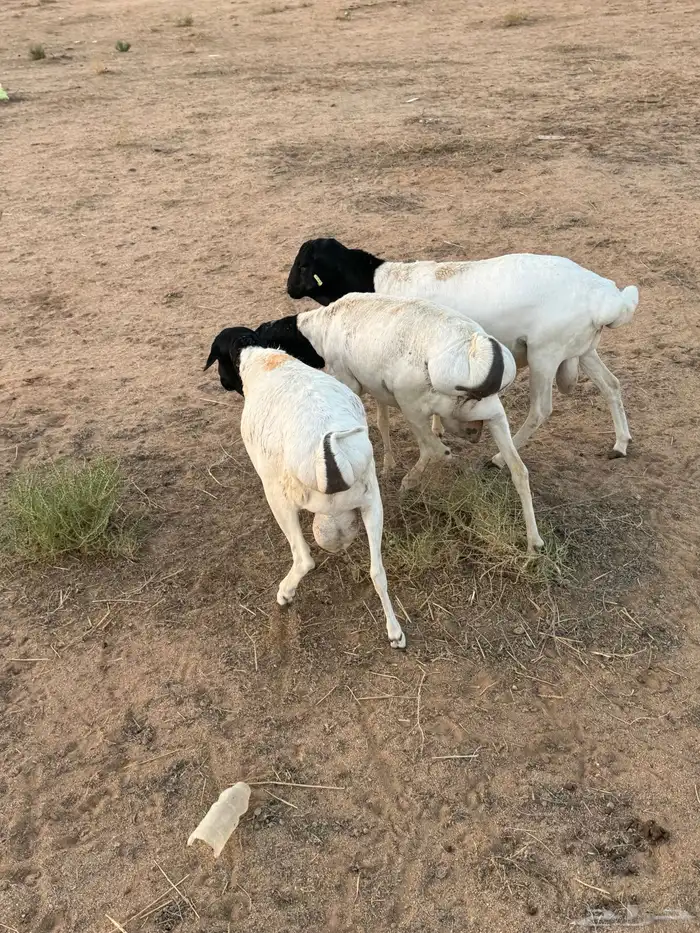 خرفان برابر 3