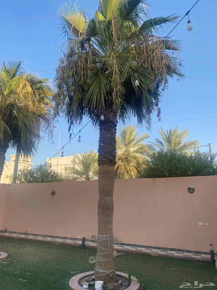 نخل واشنطني امريكي 1