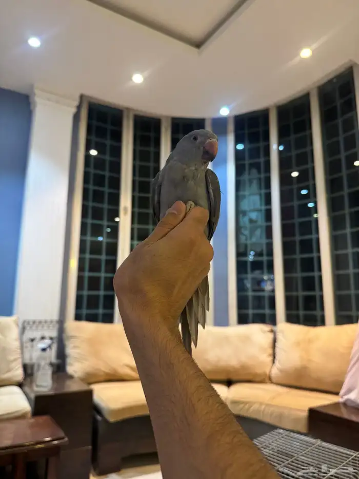 ببغاء الدرة الفخم   إنتاجي   ألوان جذابة 11