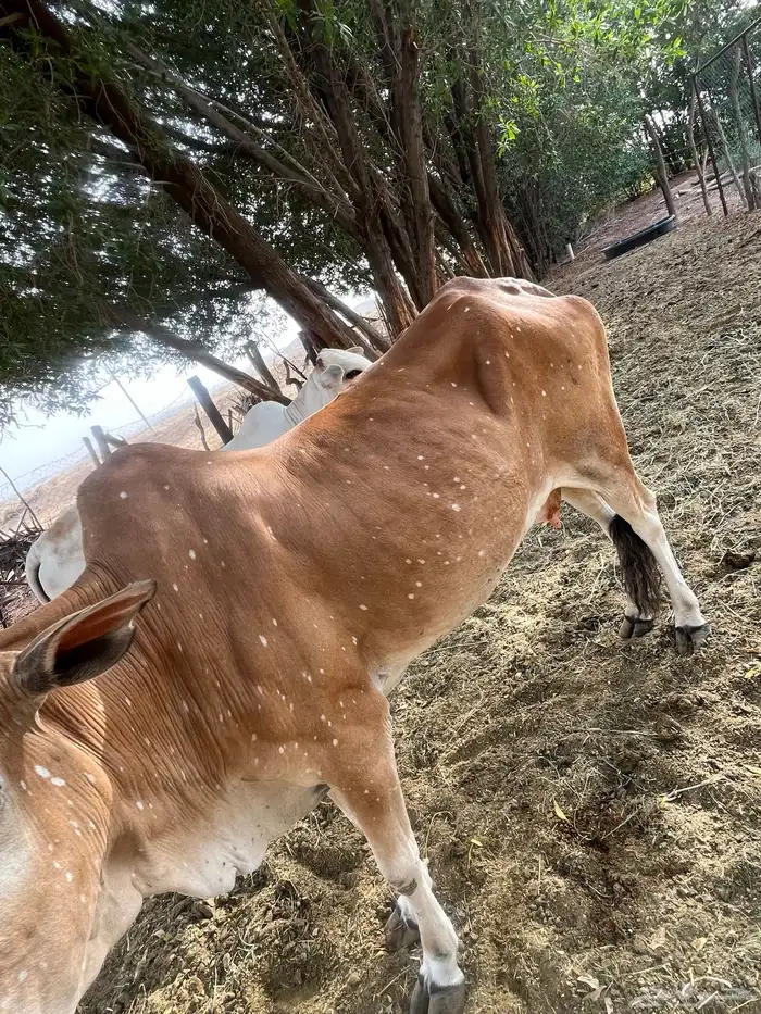 بقره حايل 1