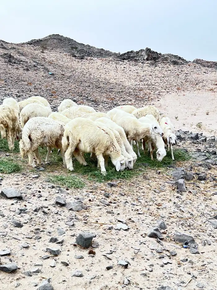 طليان ورخال 0