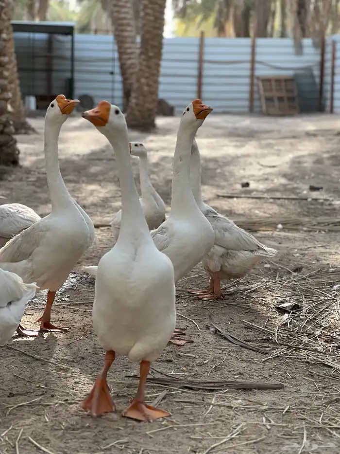 للبيع ذكرين وز بلغاري 4