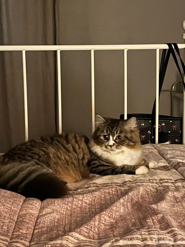 قطة للتزاوج 0