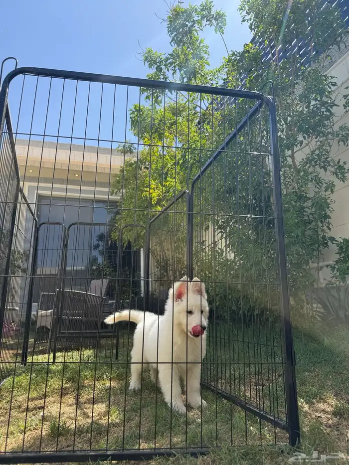 فندقة كلاب 3
