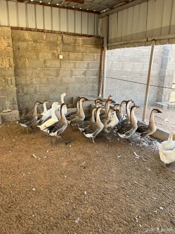 وز عراقي بياض 0