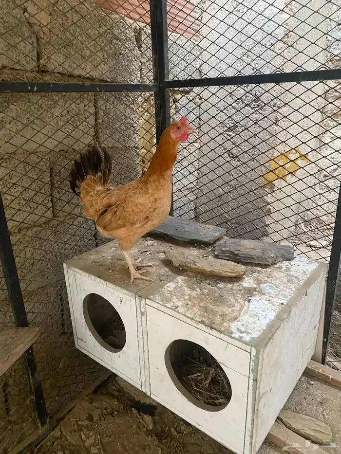 دجاج بلدي 3