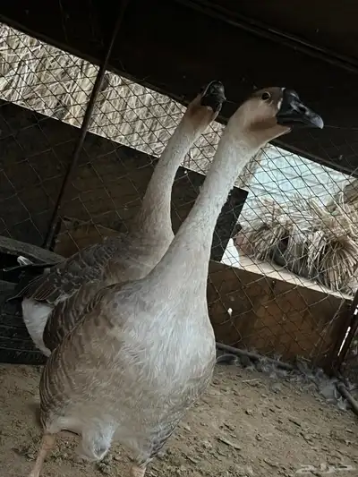 وز عراقي 0
