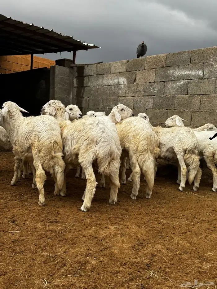 خرفان ورخال للبيع 2
