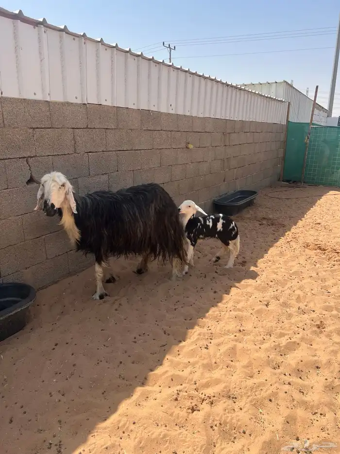 نجديه جرم تحتها رخل طيبه 0