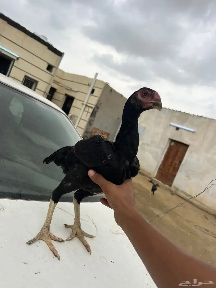 فروخ الماني 2