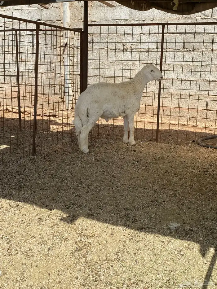 خروف حري شحم 1