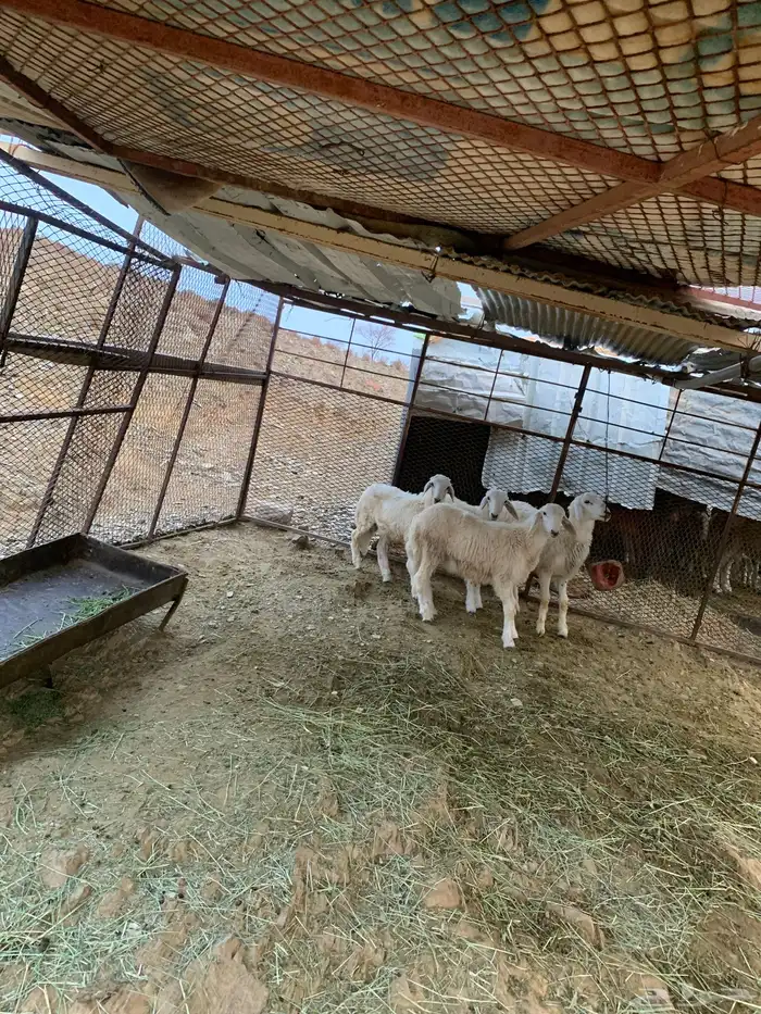 طليان 1