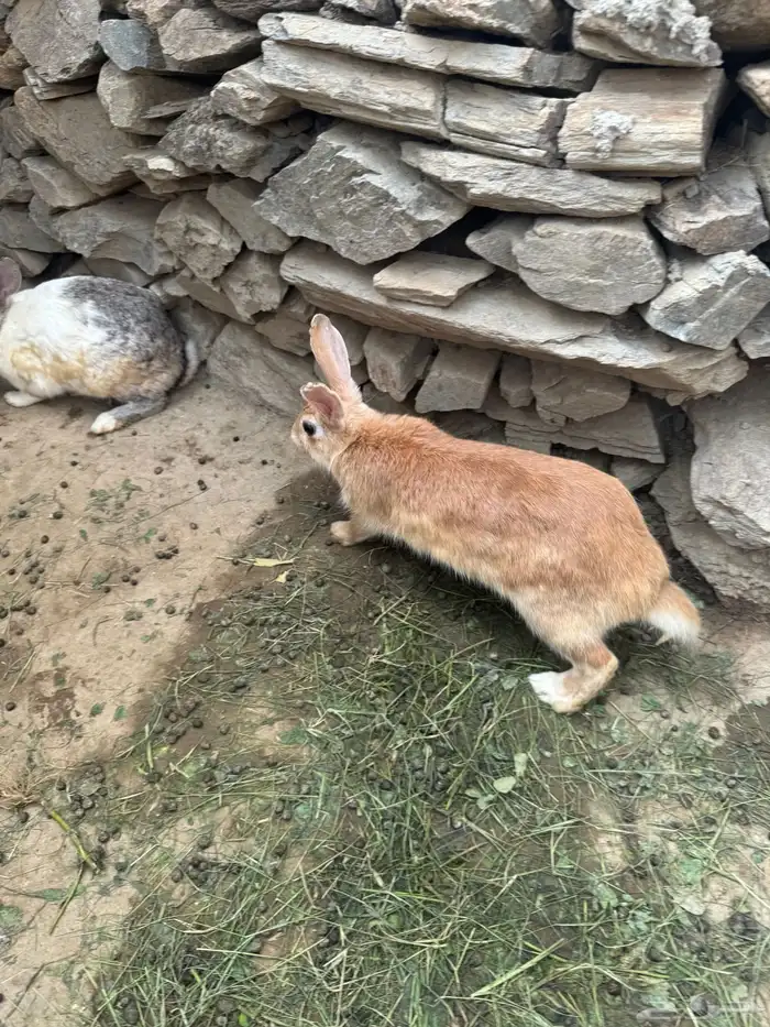 ارانب فرنسيه للبيع ذكر وانثى 3