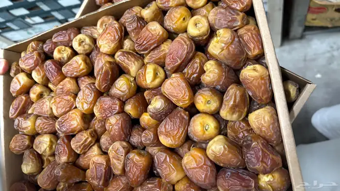 تمر جلكسي ابوطوق 3