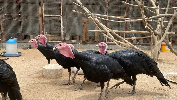 ديوك رومي جامبو فاخرة 2