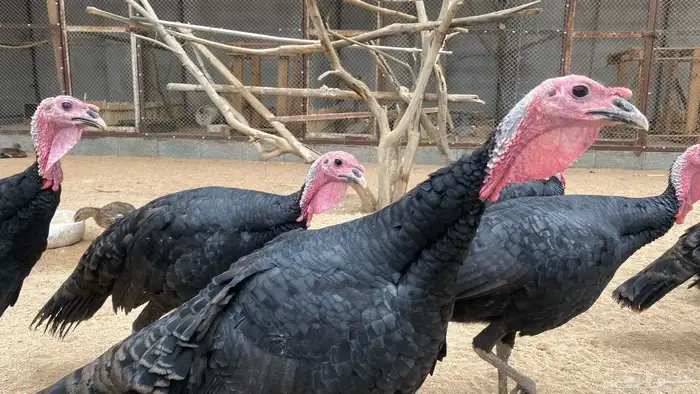 ديوك رومي جامبو فاخرة 0
