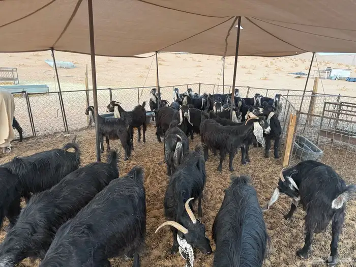 ماعز للبيع 10