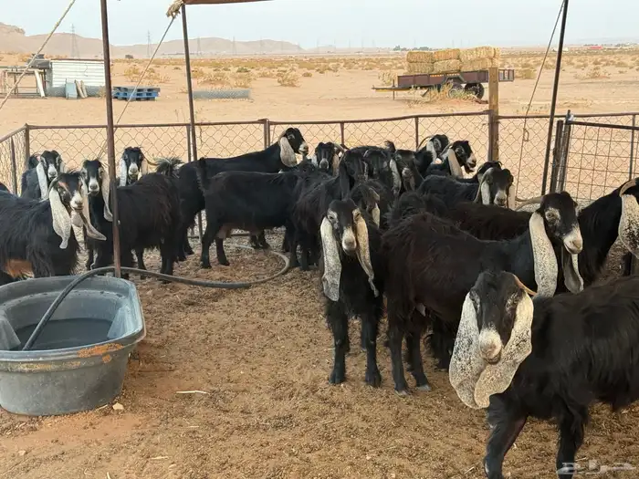 ماعز للبيع 9