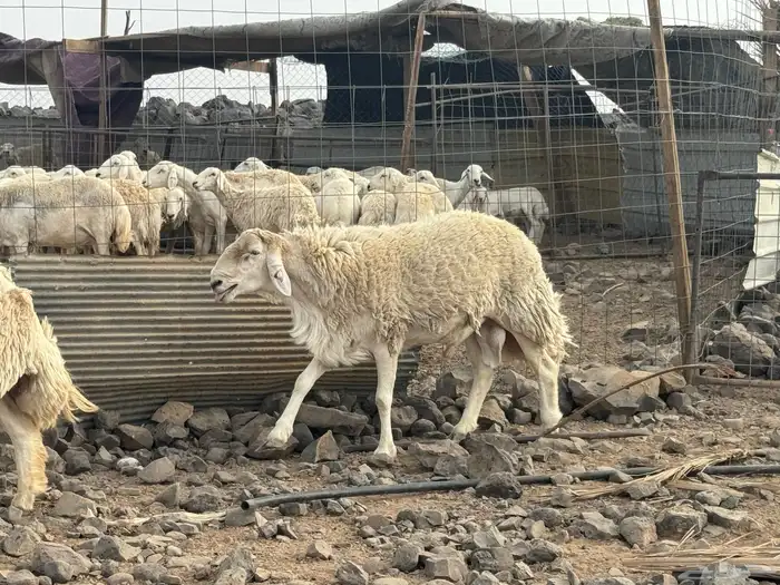 مراح حرش صنف الصنف 15
