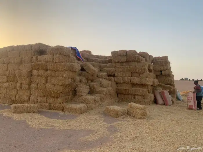 تبن بر شد كبير 1