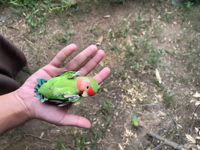 روز بادجي كروان 8
