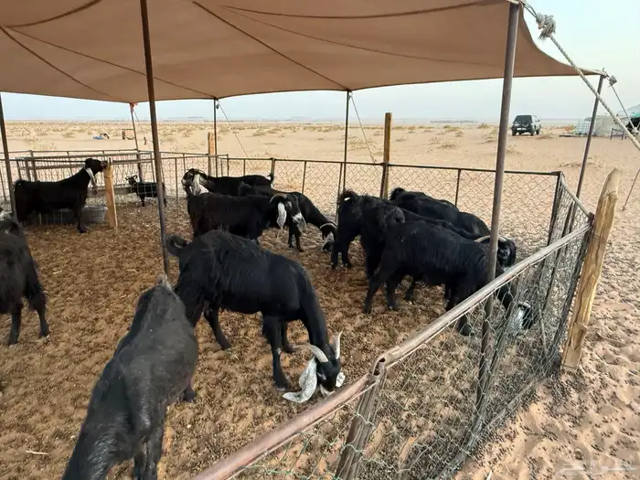 ماعز للبيع 1